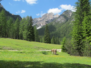 Paesaggio dolomiti